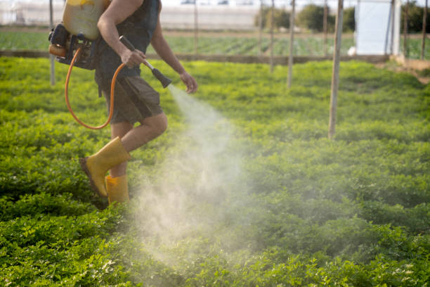 Best Ant Control Services  in Verona, KY