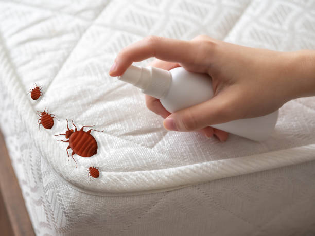 Best Wasp Removal Services  in Verona, KY