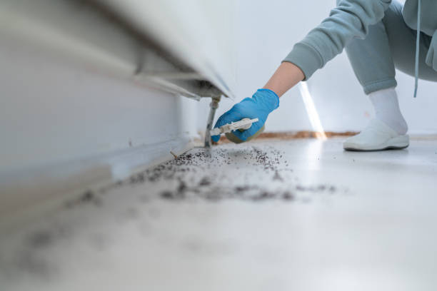 Best Pest Inspection Near Me  in Verona, KY